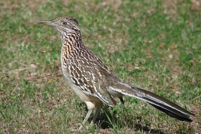Greater Roadrunner