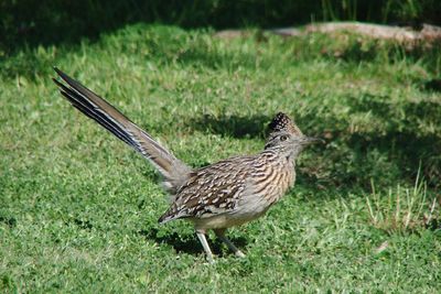 Greater Roadrunner