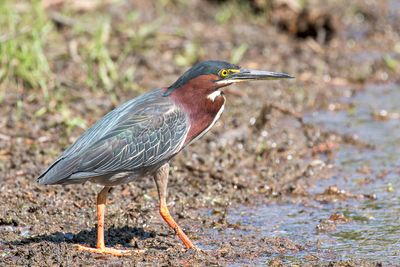 Green Heron