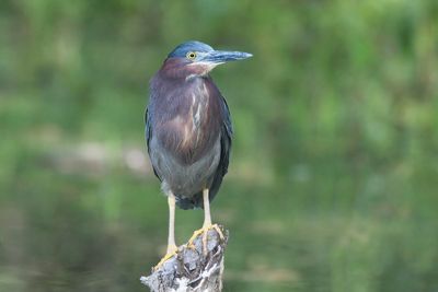Green Heron