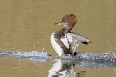 Hooded Merganser