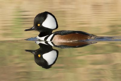 Hooded Merganser