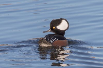 Hooded Merganser