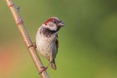 House Sparrow