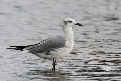 Laughing Gull