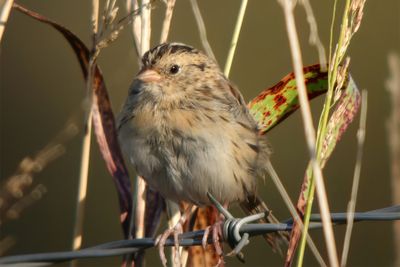 LeConte's Sparrow