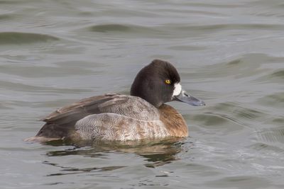 Lesser Scaup