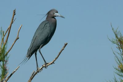 Little Blue Heron