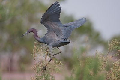 Little Blue Heron