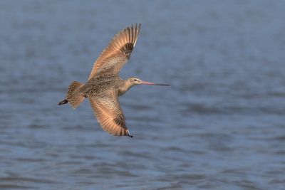 Marbled Godwit