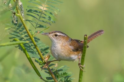Marsh Wren