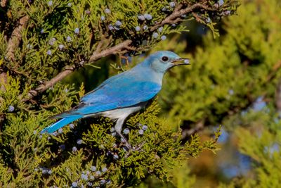 Mountain Bluebird