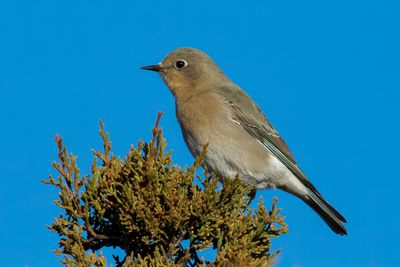 Mountain Bluebird