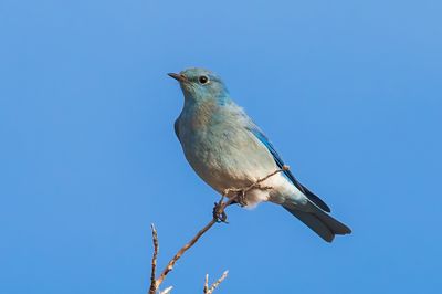 Mountain Bluebird