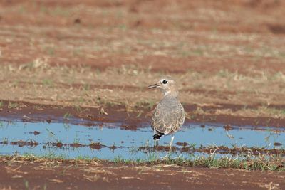 Mountain Plover