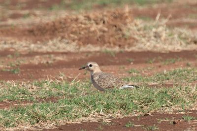 Mountain Plover
