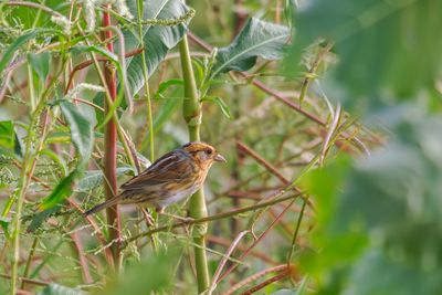 Nelson's Sparrow