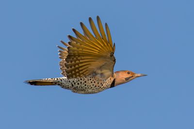 Northern Flicker