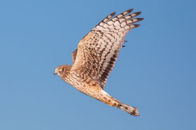 Northern Harrier