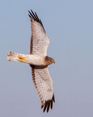Northern Harrier