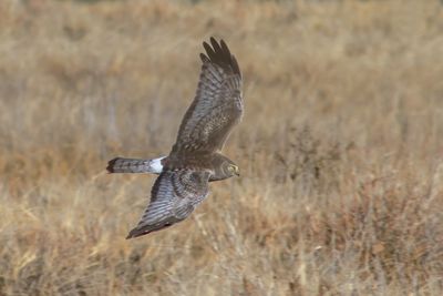 Northern Harrier