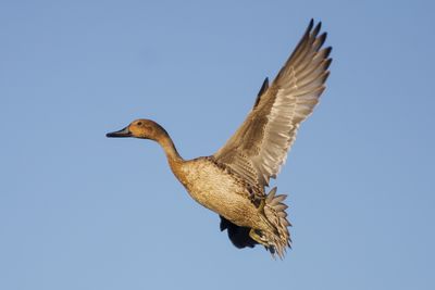 Northern Pintail