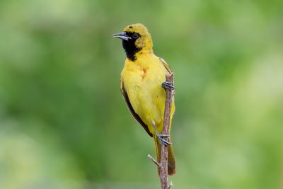 Orchard Oriole