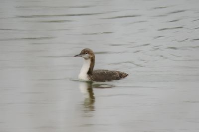 Pacific Loon