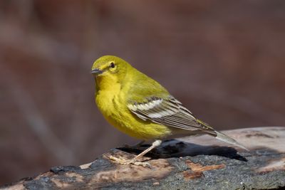 Pine Warbler