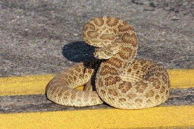 Prairie Rattlesnake