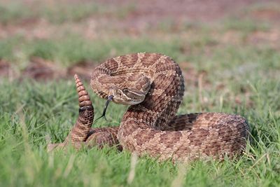 Prairie Rattlsenake