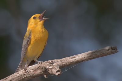 Prothonotary Warbler