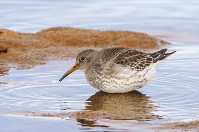 Purple Sandpiper