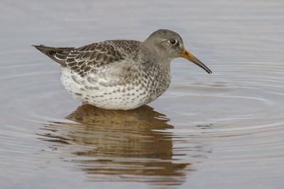 Purple Sandpiper