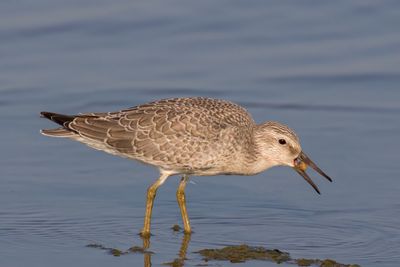 Red Knot