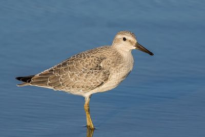 Red Knot