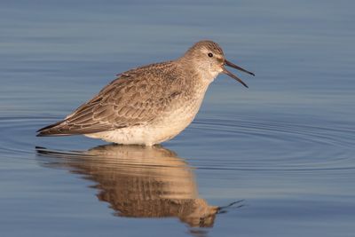 Red Knot