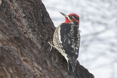 Red-naped Sapsucker