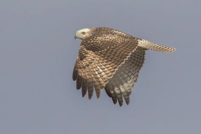 Red-tailed Hawk