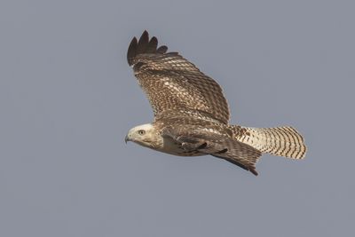 Red-tailed Hawk
