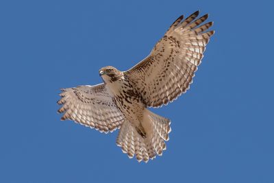 Red-tailed Hawk