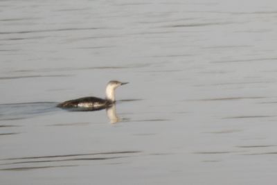 Red-throated Loon