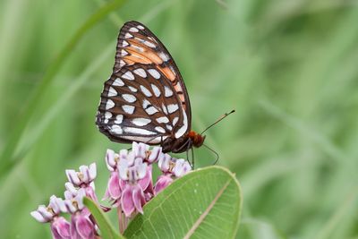 Regal Fritillary