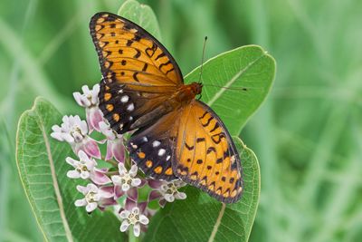 Regal Fritillary