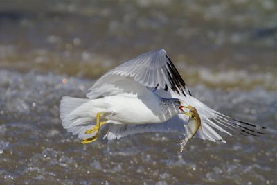 Ring-billed Gull