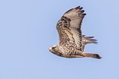 Rough-legged Hawk