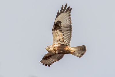 Rough-legged Hawk