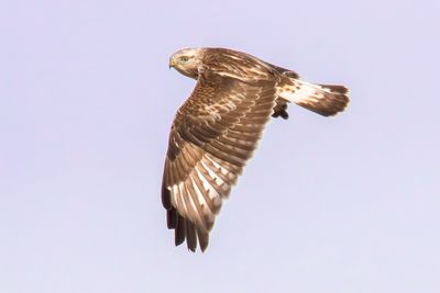 Rough-legged Hawk