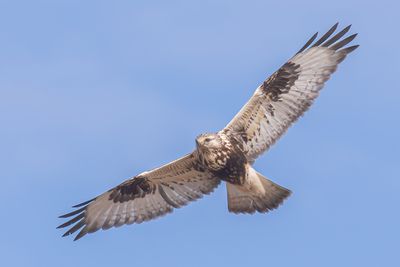 Rough-legged Hawk