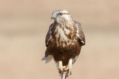 Rough-legged Hawk